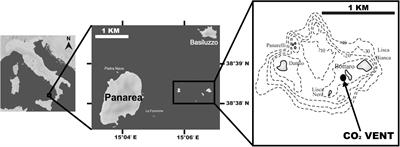 Linking Internal Carbonate Chemistry Regulation and Calcification in Corals Growing at a Mediterranean CO2 Vent